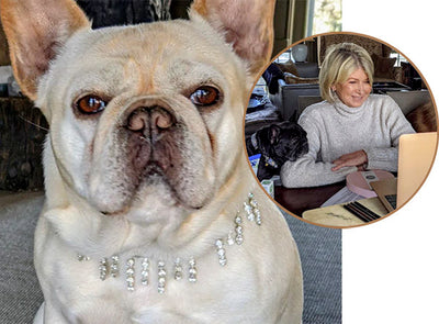 Martha Stewart's French Bulldogs Wear Diamond Collars for Dog Treat Launch