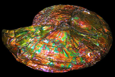 Ammolite Is About to Become the Official Gemstone of Alberta